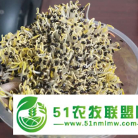 南昌桔梗種子廠家