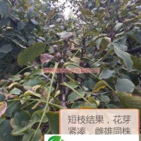 公司對客戶實(shí)行“三保一跟蹤”服務(wù)，即保純度，保成活率，保核桃干品回收，一站式跟蹤指導(dǎo) 保證了客戶與公司在核桃產(chǎn)業(yè)發(fā)展中保持互惠互利的良性發(fā)展 由于從事苗木行業(yè)多年，有著一定的技術(shù)與經(jīng)驗(yàn)，根據(jù)很多客戶提