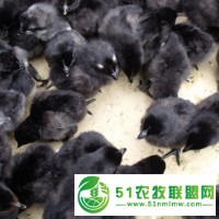 優(yōu)源家禽常年供應(yīng)純種黑雞苗，高產(chǎn)麻羽雞苗，活體包運費到家