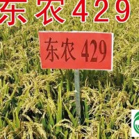東農(nóng)429水稻種子