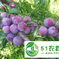 四川簡(jiǎn)陽(yáng)苗木*種植合作社大量出售李子苗