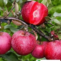 新煙富111蘋果苗 矮化蘋果苗 泰安蘋果苗價格**