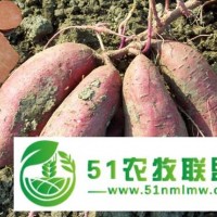 河南高產(chǎn)紅薯苗 濮陽現(xiàn)代農(nóng)業(yè)