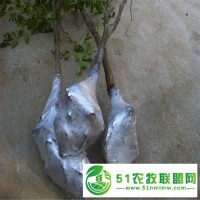 有棗苗基地