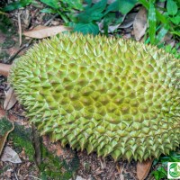 馬來西亞高山老樹貓山王榴蓮液氮冷凍鮮果支持批發(fā)代發(fā)零售