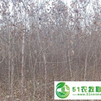 河北紅富士蘋果苗 高產(chǎn)品種