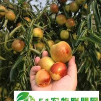山東鮮棗產(chǎn)地批發(fā)代辦一站式服務(wù)