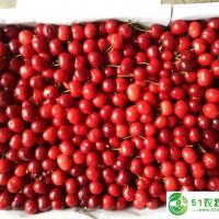陜西櫻桃基地陜西櫻桃價格陜西大棚櫻桃產(chǎn)地行情