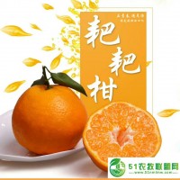 蒲江春見(jiàn)耙耙柑丑柑新鮮采摘**發(fā)售 包郵）