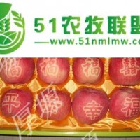 2016洛川紅富士蘋果成熟了