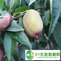 桃樹苗報價，重瓣桃花壽心桃 壽星桃樹苗