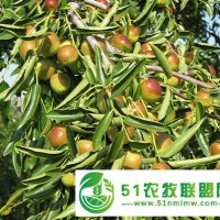 早熟鮮冬棗 棗脆王基地**現(xiàn)摘現(xiàn)發(fā) 甜度高日供20萬斤以上