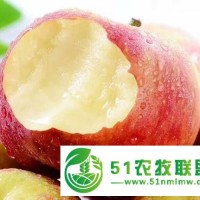 陜西嘎啦蘋果新上市，脆甜多汁