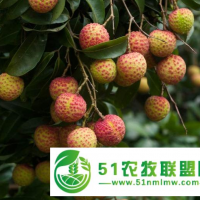 【產(chǎn)地直發(fā)特價(jià)包郵】桂味荔枝非白糖罌妃子笑荔枝肉厚質(zhì)實(shí)，清甜多汁，批發(fā)零售一件代發(fā)客齊聚水果生鮮