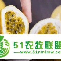 廣西水果供應(yīng)批發(fā),砂糖桔,芒果,黃金百香果