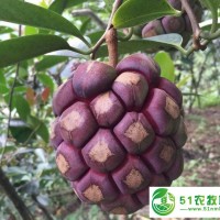 湖南掌葉覆盆子,江西覆盆子,千島湖來(lái)喜家庭農(nóng)場(chǎng)