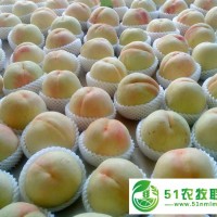 無(wú)錫陽(yáng)山水蜜桃批發(fā)市場(chǎng),**陽(yáng)山水蜜桃