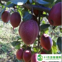 批發(fā)晚秋黃梨樹苗 梨樹苗果樹苗當年結(jié)果 盆栽地栽嫁接苗