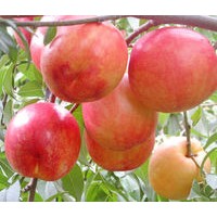 蒙陰蜜桃為什么好_桃小蒙蒙陰蜜桃果肉細(xì)膩汁甜如蜜