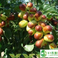 棗樹(shù)苗批發(fā)價(jià)格-山東棗樹(shù)苗基地
