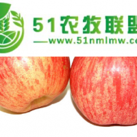 不來(lái)看就**了，便宜批發(fā)大連喬納金，具體價(jià)格可電話商議