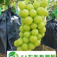 溫室陽光玫瑰批發(fā) 溫室陽光玫瑰價格 溫室陽光玫瑰行情