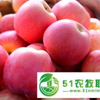 2016陜西特產(chǎn)紅富士蘋果新鮮水果 香酥 脆甜可口