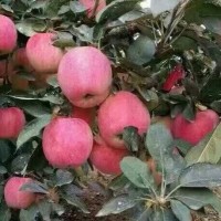 山東紅星蘋(píng)果今日價(jià)格
