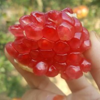 劉溝河陰軟籽石榴成熟*7天團(tuán)購(gòu)采摘一件代發(fā)