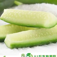產(chǎn)地直發(fā)特價(jià)包郵 口感清甜，營養(yǎng)又健康的水果黃瓜客齊聚水果生鮮