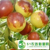 1噸起批山山東冬棗產(chǎn)地裝車