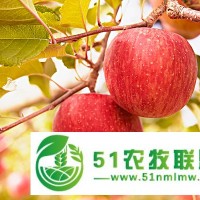 恒輝新能源有機蘋果|