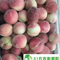 毛桃大量批發(fā)