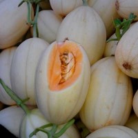 大量供應(yīng)東方密一號(hào)