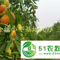純*山東冬棗*代辦
