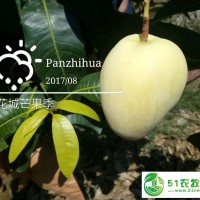 攀枝花凱特芒一級果新鮮上市