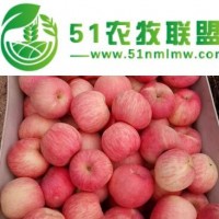 山東冷庫紅富士蘋果批發(fā)價格 山東蘋果產(chǎn)地** 冷庫蘋果大量供應(yīng)