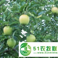 大量供應山東金帥蘋果