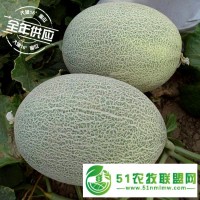 大漠16°蜜瓜誠(chéng)招全國(guó)代理，微商、電商，支持一件代發(fā)
