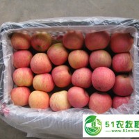 今年陜西紅富士蘋果價(jià)格行情及走勢(shì)