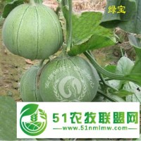 高產(chǎn)抗病甜瓜苗可以選擇安信種苗