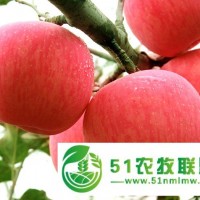 供應(yīng)三犇蘋果