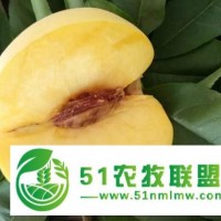 離核毛桃樹苗苗木生產(chǎn)