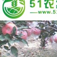 2015紅富士蘋(píng)果較新價(jià)格 紅富士基地 紅富士批發(fā)價(jià)格0.8元