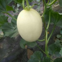 山東博洋蜜瓜9號甜瓜羊角蜜甜瓜