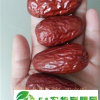 **批發(fā)新疆大棗到山東新疆大棗批發(fā)加工廠家