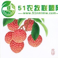 新鮮南山荔枝無需擔(dān)心品質(zhì)，可來果園考察