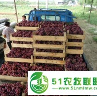 臨朐興喜葡萄合作社
