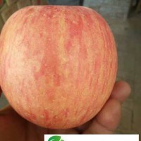 2019冷庫紅富士蘋果批發(fā)價(jià)格陜西冷庫紅富士蘋果