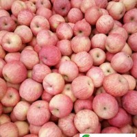 山東紅富士蘋果價(jià)格行情